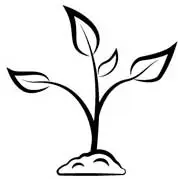 Growth